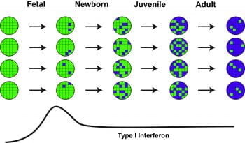 Figure from the referenced article showing Type I interferon charted alongside on/off gene expression from fetal through to newborn, juvenile, and adult.