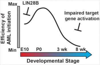 Figure from referenced article depicting efficiency of AML inititation on the y-axis with developmental stage (E10 through to 8 weeks) on the x-axis.