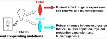Figure from the referenced article depicting FLT3-ITD and cooperating mutations switching in fetal and adult gene expressions.